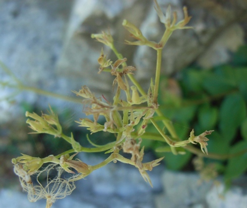Valeriana montana / Valeriana montana